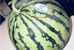 徐州丰县网红吃瓜,揭秘背后真相与网络舆论风暴